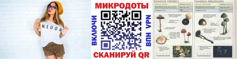 Галлюциногенные грибы Psilocybine cubensis  Осинники 